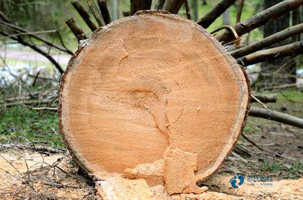 20厚運(yùn)動(dòng)館木地板品牌有哪些3