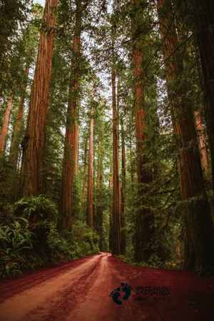 國標(biāo)體育地板免費送樣品